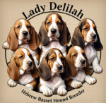 Lady Delilah Hebrew Basset Houndb Breeder